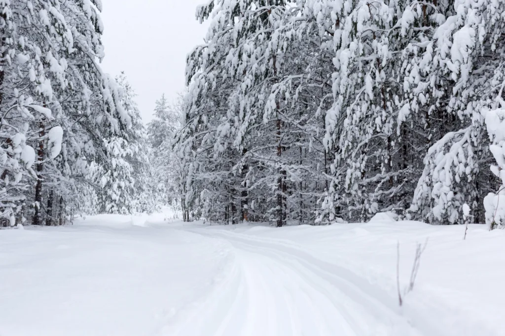 Off-road winter trail covered in snow with tire marks.